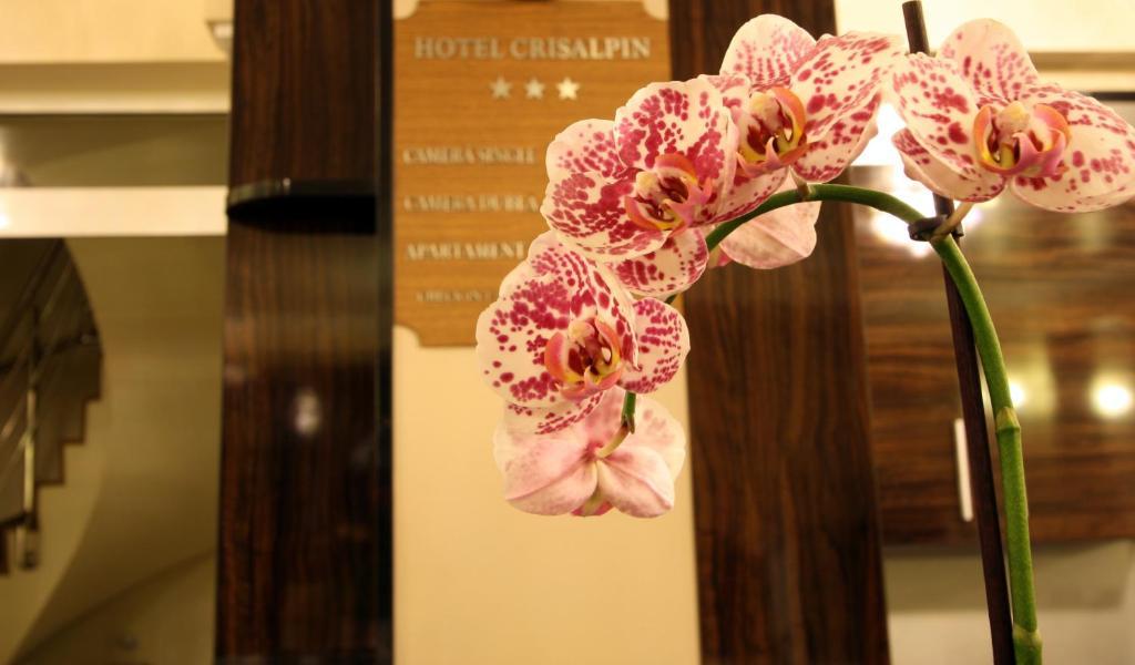 Hotel Crisalpin 포이아나브라소프 외부 사진